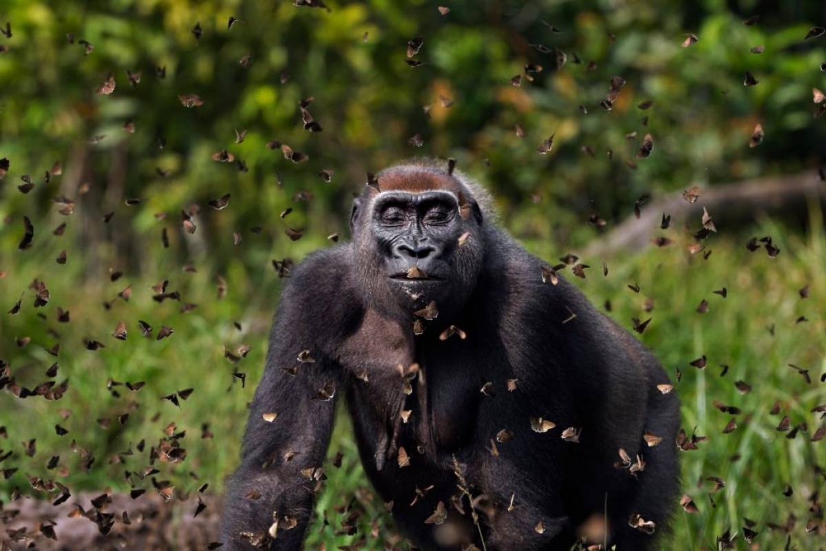 The Nature Conservancy: 14 συναρπαστικές φωτογραφίες για ένα περιβάλλον που εκπέμπει S.O.S.