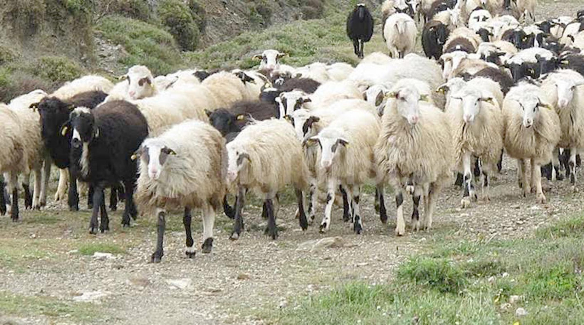 Πανώλη αιγοπροβάτων: Έκτακτα μέτρα της Περιφέρειας Θεσσαλίας