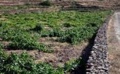 Μια ...ανάσα από την Ακρόπολη ο αρχαιότερος αμπελώνας της Αθήνας