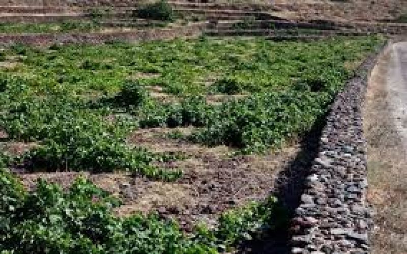 Μια ...ανάσα από την Ακρόπολη ο αρχαιότερος αμπελώνας της Αθήνας