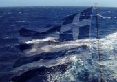 Μ.Βαρβιτσιώτης: "Captain η ελληνική ναυτιλία στο διεθνές ναυτιλιακό τοπίο"