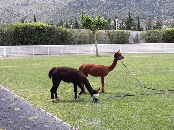 Markopoulo Park: Οκτώ συναρπαστικές ιπποδρομίες, ενισχυμένο Γκανιάν και δύο Σκορ-4