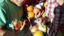 Νέος διαγωνισμός για διανομή φρούτων και λαχανικών στα σχολεία