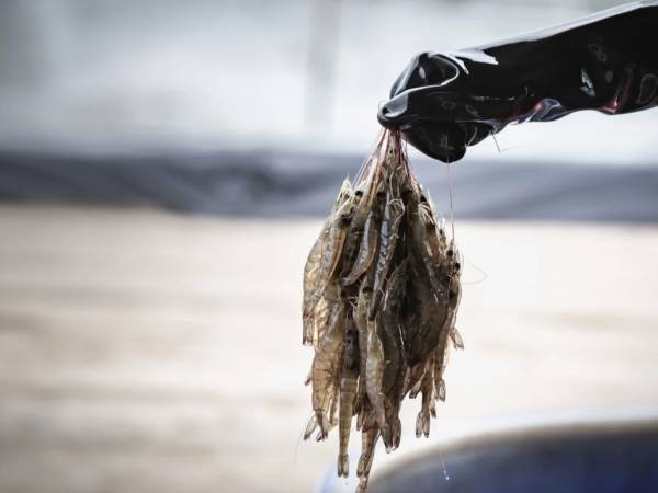 Bloomberg: Η Κίνα εισήγαγε γαρίδες... θετικές στον κορονοϊό