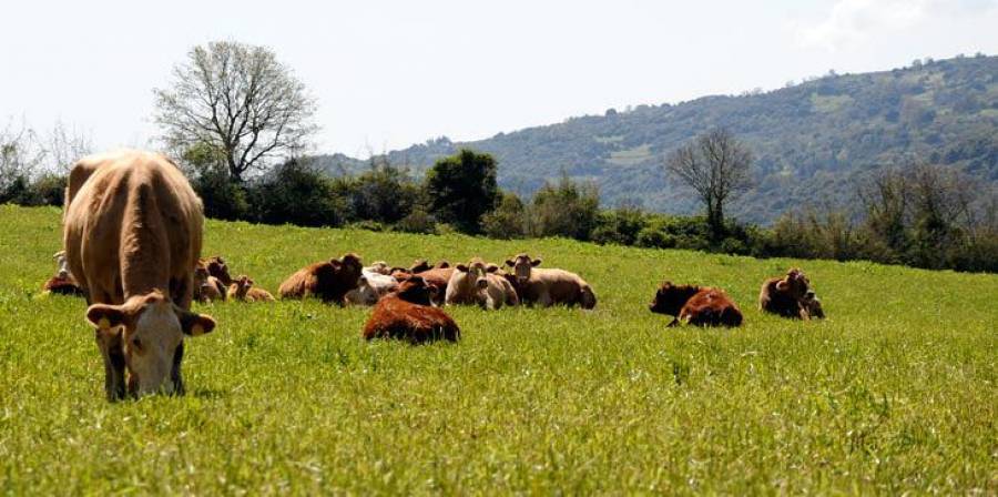 ΕΛΣΤΑΤ: Απογραφή γεωργικών και κτηνοτρογικών εκμεταλλεύσεων