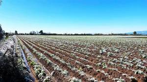 Μοιράζονται 36,5 εκατ. ευρώ στους αγρότες για αποζημιώσεις παγετού