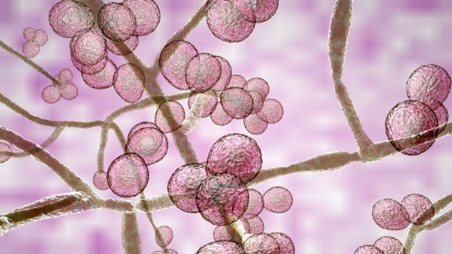 ΕΟΔΥ για Candida Αuris: Σε ποιους μπορεί να προκαλέσει λοίμωξη