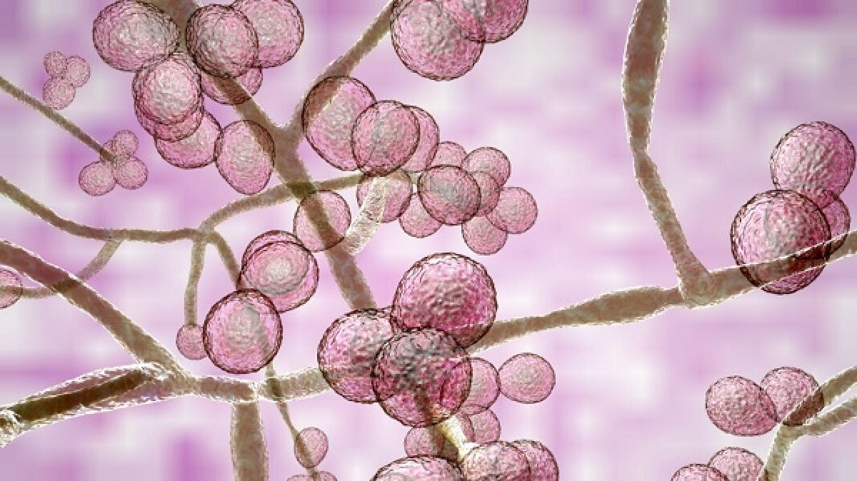 ΕΟΔΥ για Candida Αuris: Σε ποιους μπορεί να προκαλέσει λοίμωξη