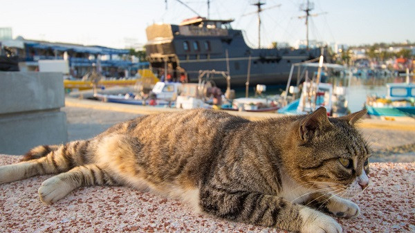 Επικίνδυνος ιός «χτυπά» γάτες στην Κύπρο- Τους χορηγούνται… κορονοφάρμακα