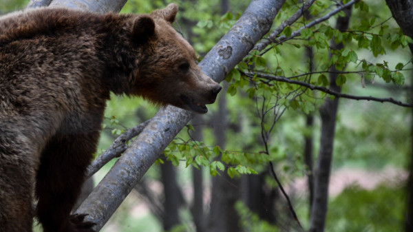 ΥΠΕΝ: Ξεκινά έρευνα για τα περιστατικά θανάτωσης αρκούδων στη Φλώρινα