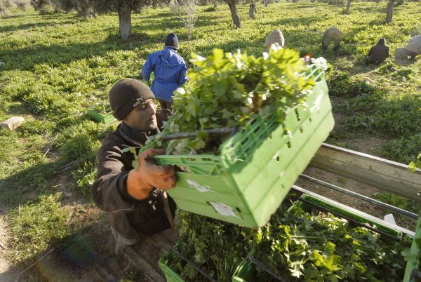 Γ. Καρασμάνης: Πιστώθηκαν 113,17 εκατ. ευρώ σε 10.926 νέους αγρότες