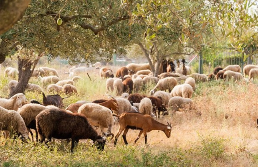 Ενίσχυση ζωοτροφών: Σε εξέλιξη η ολοκλήρωση της διαδικασίας