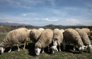 ΥΠΑΑΤ: Κανένας εφησυχασμός το καλοκαίρι για την ευλογιά των αιγοπροβάτων - Να τελειώσουμε με τη νόσο