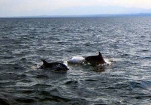 Δεκατρία δελφίνια θύματα της τουρκικής άσκησης «Γαλάζιας Πατρίδας» στο Αιγαίο
