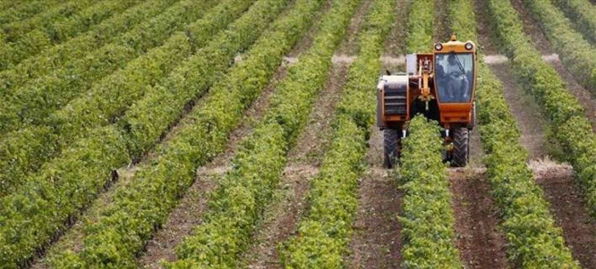 Την Παρασκευή η πληρωμή 2,4 εκατ. ευρώ από τον ΕΛΓΑ
