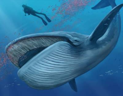 Μπλε φάλαινες επιστρέφουν στην Ισπανία μετά από 40 χρόνια
