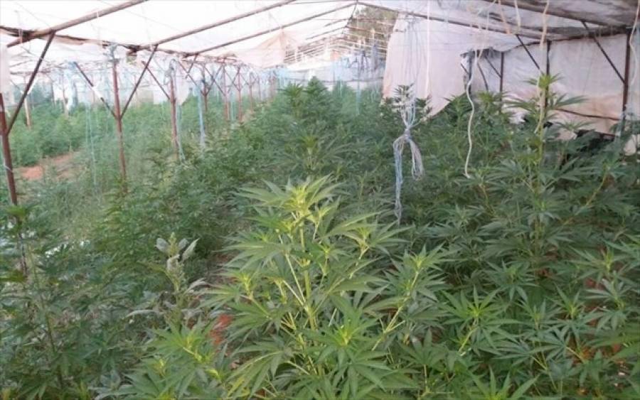 Δύο φυτείες χασίς σε Αττική-Εύβοια εντόπισε η ΕΛΑΣ