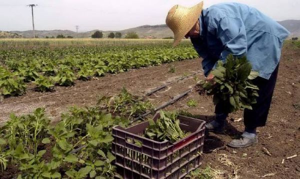 Βαρύς ο «πέλεκυς» για τις αγροτικές ασφαλιστικές εισφορές