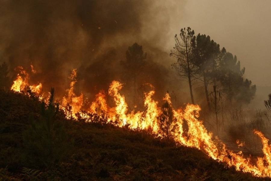 Πρωτοφανείς ζημιές από δασικές πυρκαγιές στην Ευρώπη το 2019