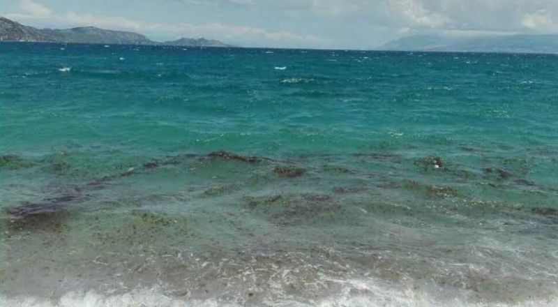 Αίτημα για στήριξη επιχειρήσεων λόγω του υπερπληθυσμού μεδουσών στον Κορινθιακό