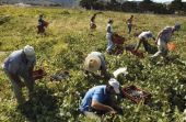 Τρύγος 2015: 53-57.000.000 εκατόλιτρα οίνου η παραγωγή Νοτίου Ημισφαιρίου