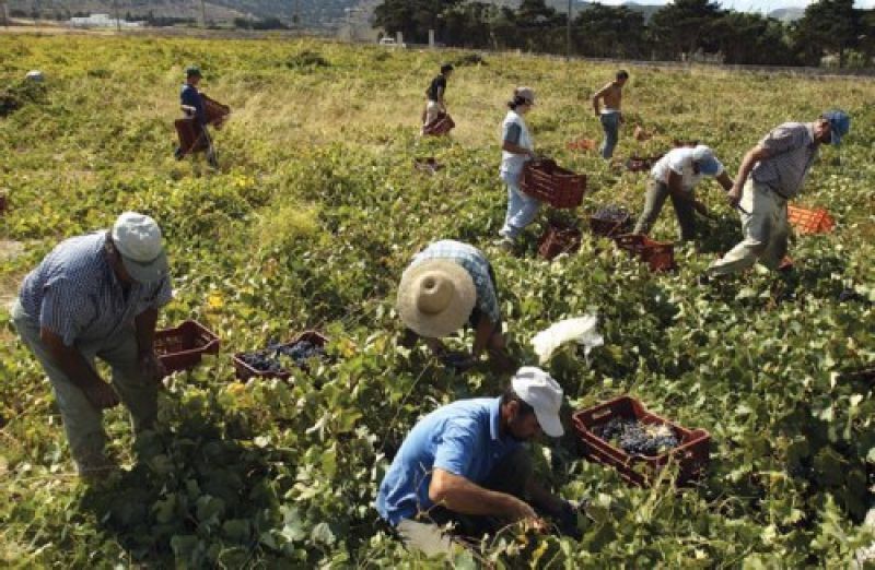 Τρύγος 2015: 53-57.000.000 εκατόλιτρα οίνου η παραγωγή Νοτίου Ημισφαιρίου