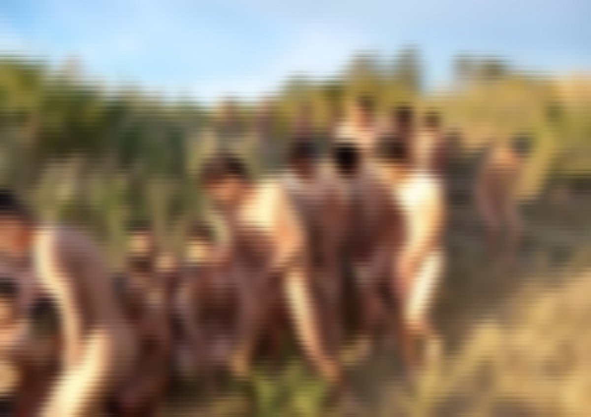 Μετανάστες βρέθηκαν γυμνοί στις όχθες του Έβρου