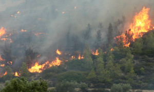 Πυρκαγιά σε δασική έκταση στα Καλάβρυτα