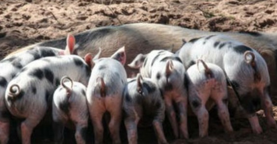ΥΠΑΑΤ: Εφαρμογή για την χορήγηση κρατικών ενισχύσεων εκτροφής χοίρων