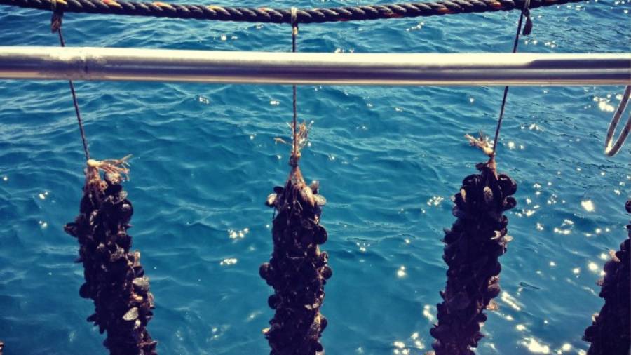 Smartmussel: Η «έξυπνη» εφαρμογή για την ασφάλεια των μυδοκαλλιεργειών