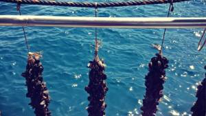 Smartmussel: Η «έξυπνη» εφαρμογή για την ασφάλεια των μυδοκαλλιεργειών