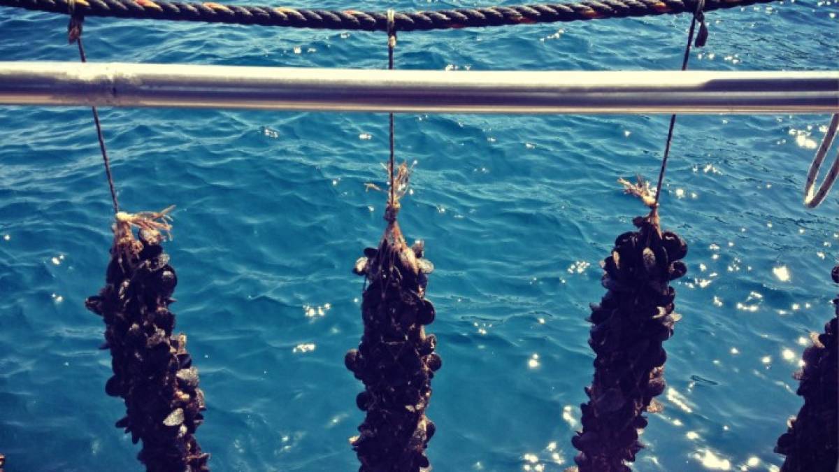 Smartmussel: Η «έξυπνη» εφαρμογή για την ασφάλεια των μυδοκαλλιεργειών