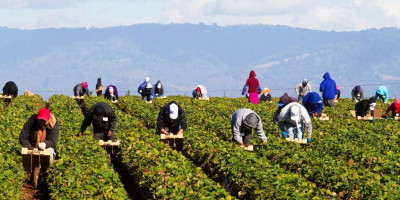 Εργάτες γης: Νομιμοποίηση μεταναστών για να καλυφθούν τα κενά