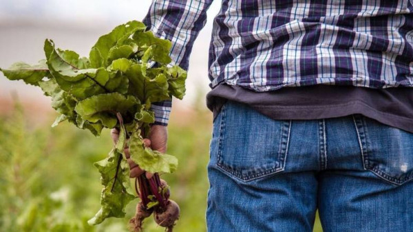 ΥΠΑΑΤ: €60 εκατ. στο πρόγραμμα «Κομφούζιο»-Νέες καλλιέργειες και εντομολογικοί στόχοι