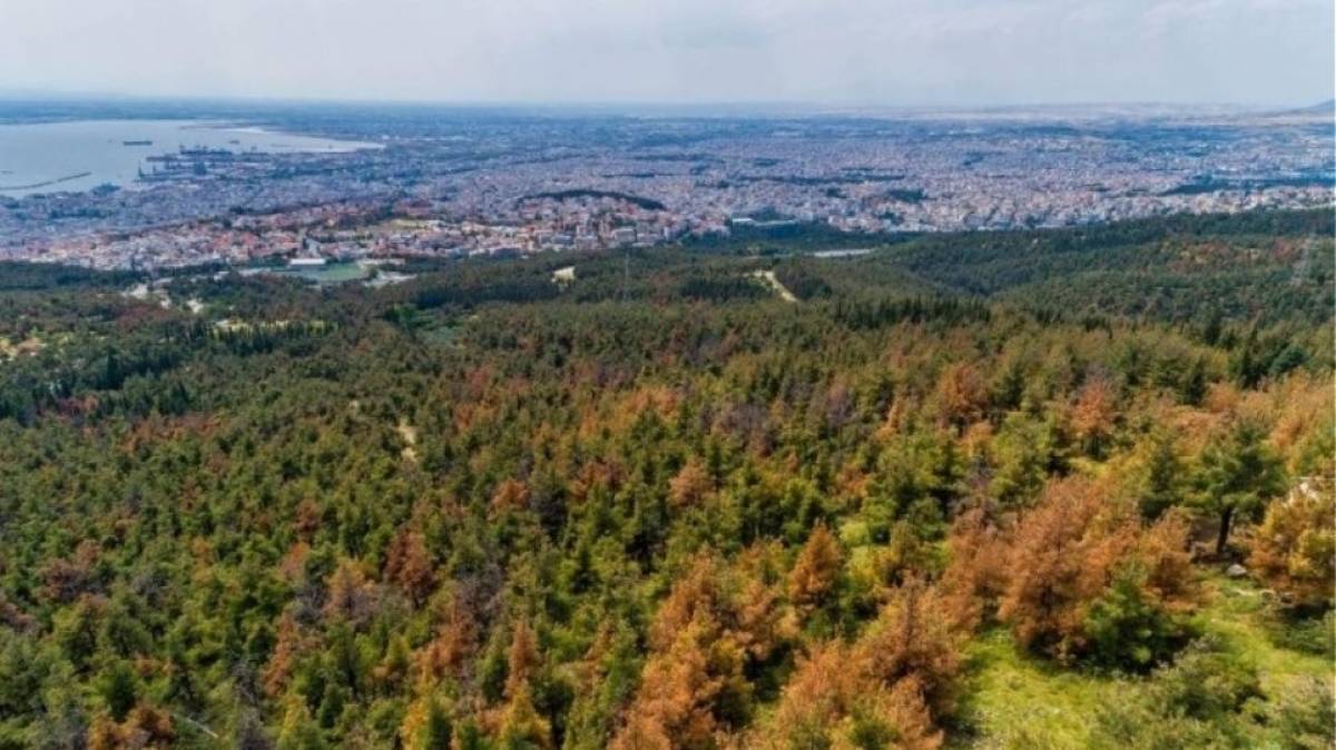 Θεσσαλονίκη: Απαγόρευση κυκλοφορίας στο Σέιχ Σου λόγω κινδύνου πυρκαγιάς
