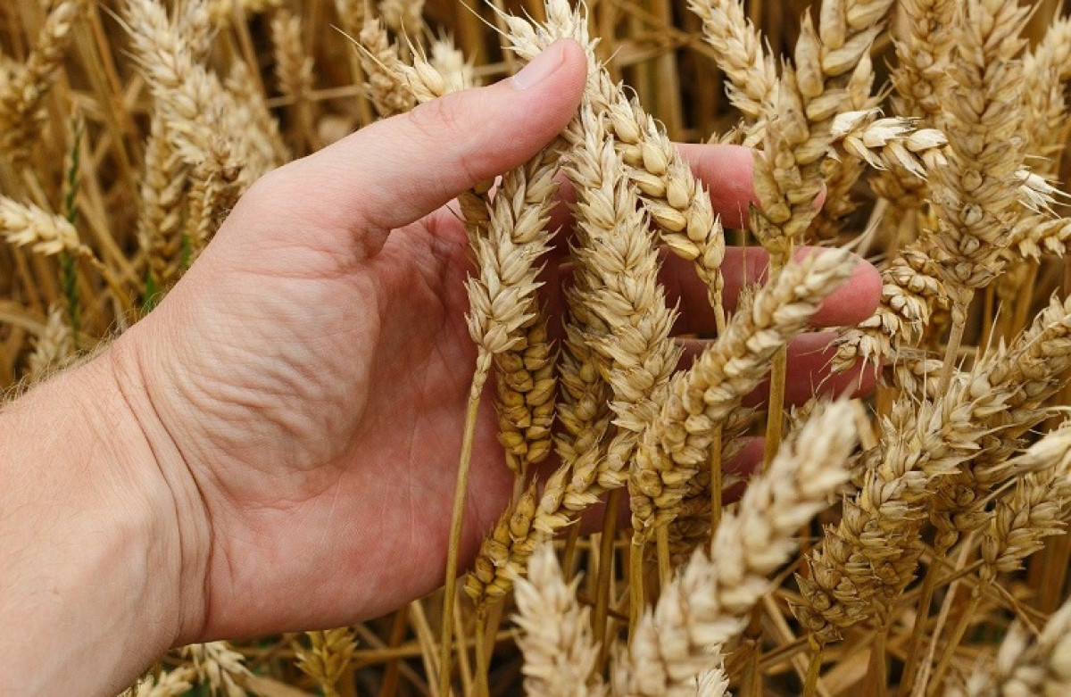 ΔΝΤ: Οι τιμές των σιτηρών θα αυξηθούν έως 15%