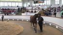 Επόμενος σταθμός, μετά το 71ο Ντέρμπι, η δημοπρασία ίππων του Tattersalls
