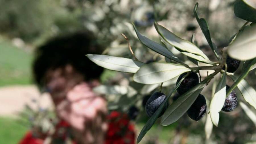 Ακατάσχετες και αφορολόγητες οι επιδοτήσεις και αποζημιώσεις των ελαιοπαραγωγών