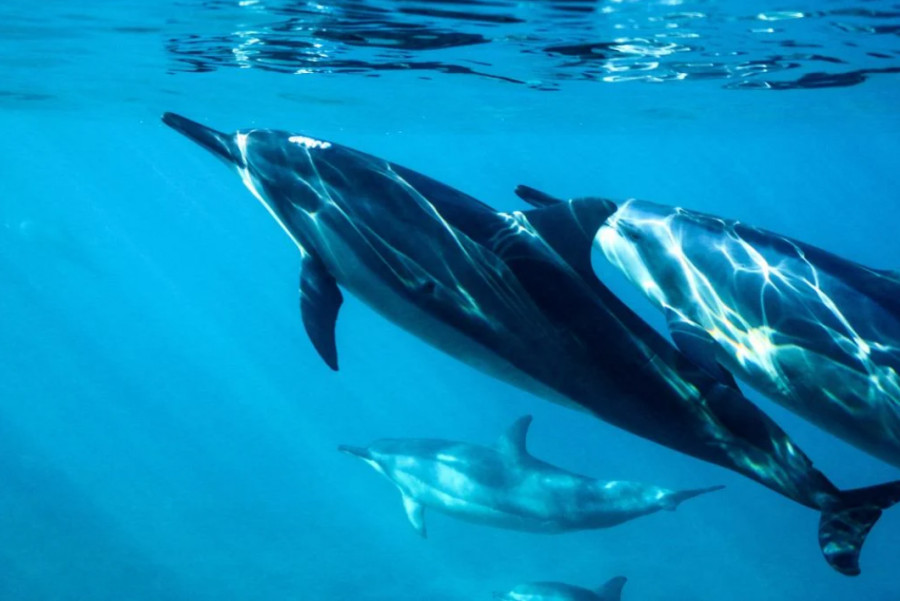 Πόλεμος στην Ουκρανία: Ίσως προκαλέσει αύξηση στους θανάτους δελφινιών, σύμφωνα με επιστήμονες