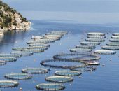 Νηρεύς: Αναχρηματοδοτήθηκαν δάνεια 23,5 εκατ. της Seafarm Ionian