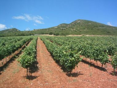Εκτός του μέτρου αναδιάρθρωσης οι αμπελώνες που θα λάβουν Άδειες Φύτευσης από 1/1/2016