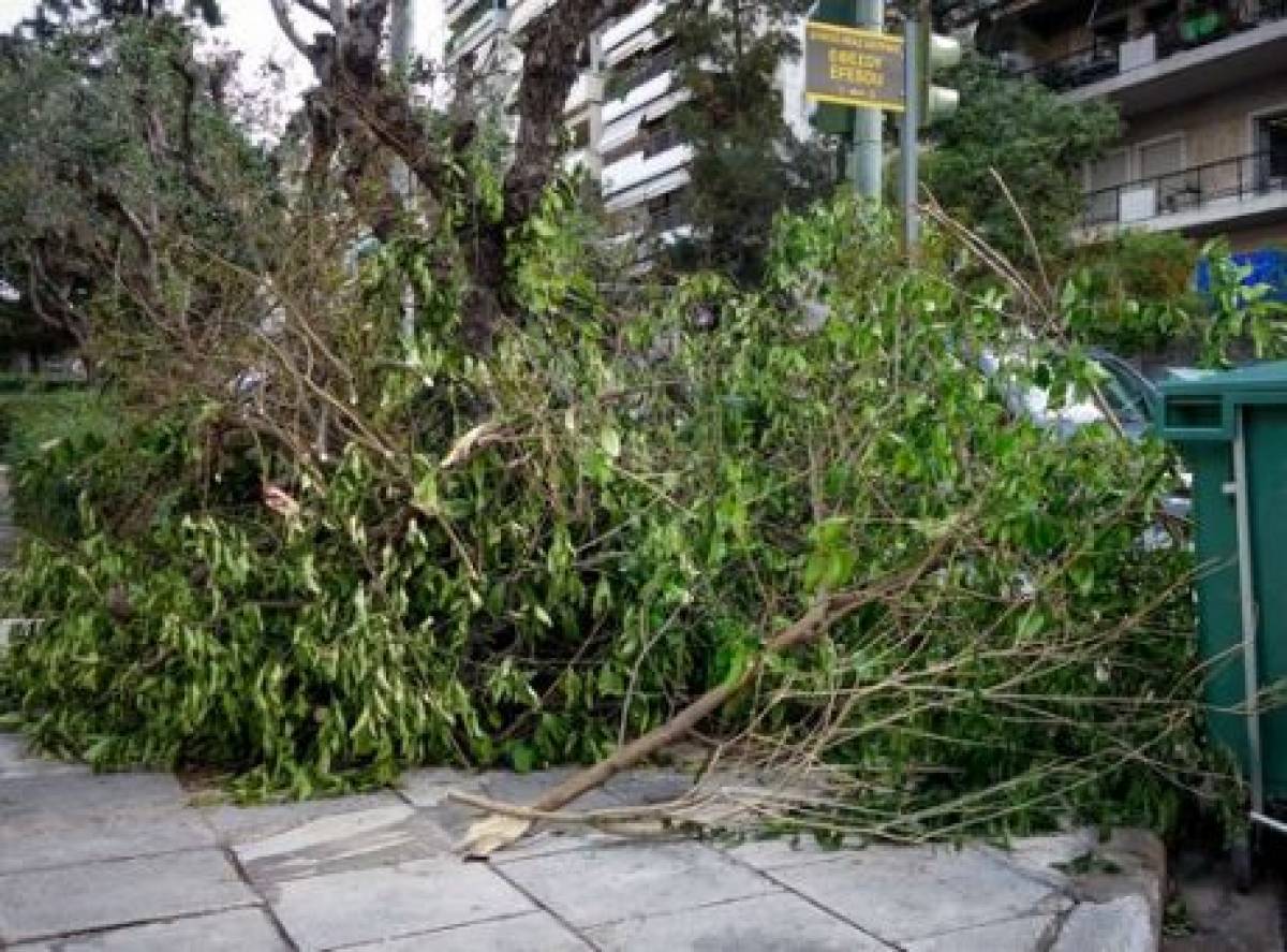Δήμος Γλυφάδας: Διανέμει δωρεάν ξύλα που έπεσαν από την κακοκαιρία