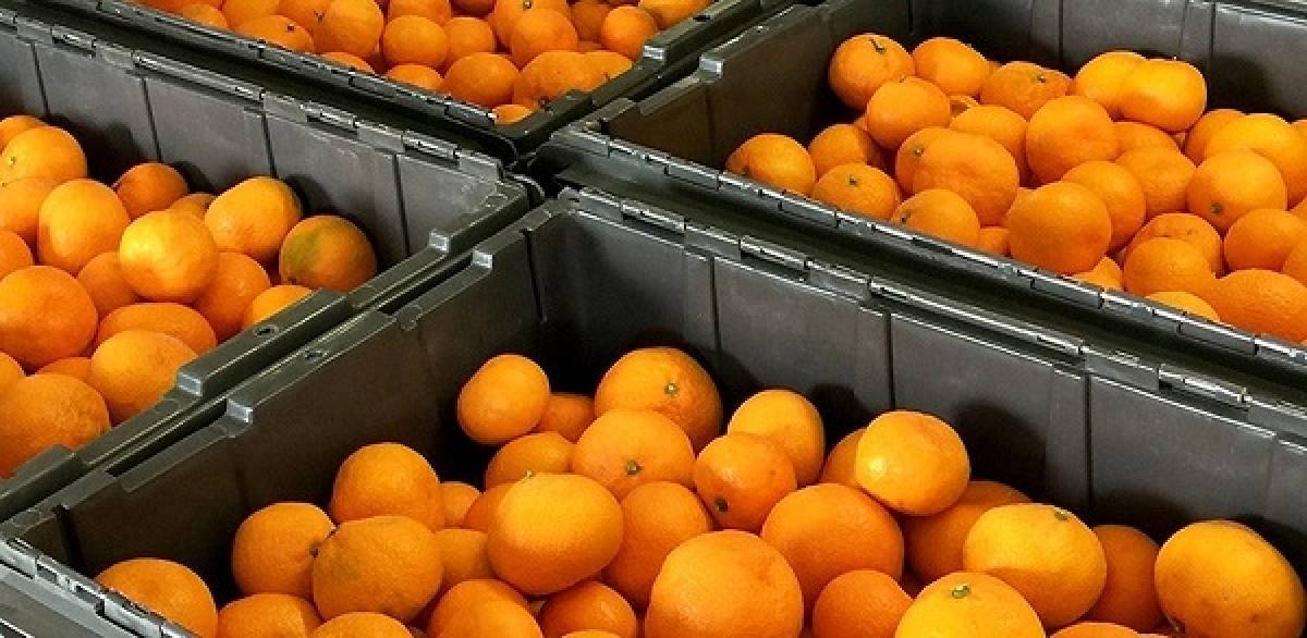 Έλεγχοι της Επιτροπής Ανταγωνισμού σε επιχειρήσεις τροφίμων και εσπεριδοειδών
