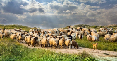 Στήριξη 85,95 εκατ. ευρώ στους κτηνοτρόφους- Οι όροι επιλεξιμότητας