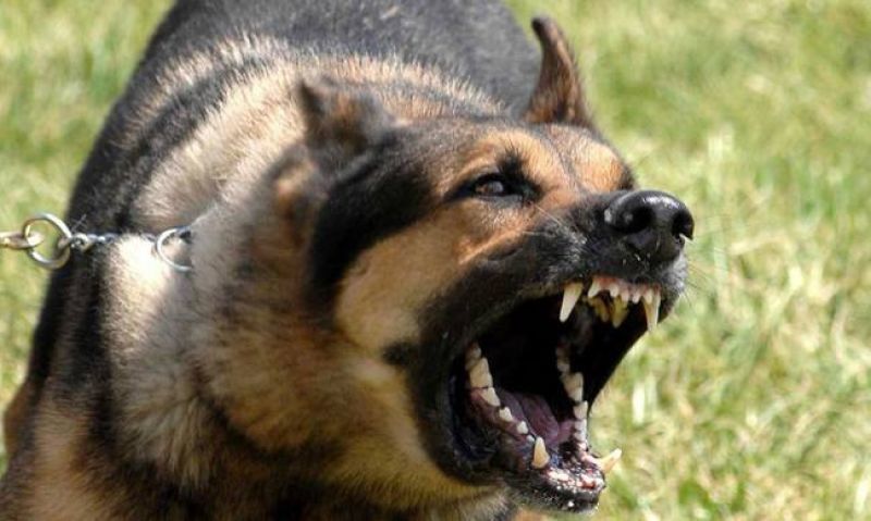 Βόλος: 30χρονος άνδρας κατακρεουργήθηκε από σκύλο