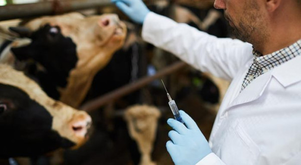 Ευρώπη: Εντοπίστηκε θανατηφόρα νόσος που πλήττει τα βοοειδή