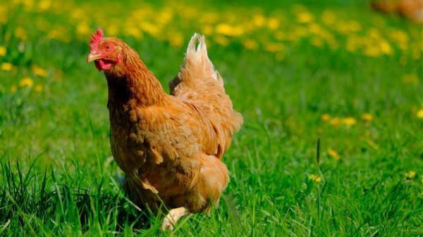 Ανατιμήσεις έως 8% σε κοτόπουλα και πουλερικά