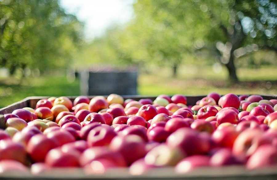 Κουρέτας: Γιατί δεν έχουν αποζημιωθεί ακόμα οι μηλοπαραγωγοί
