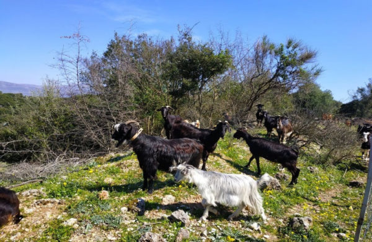 Πληρωμές €4,6 εκατ. σε 772 κτηνοτρόφους για σπάνια αγροτικά ζώα