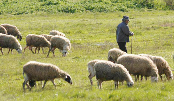 ΥΠΑΑΤ: Νέα ενίσχυση 26 εκατ. ευρώ για αποζημιώσεις κτηνοτρόφων λόγω ευλογιάς